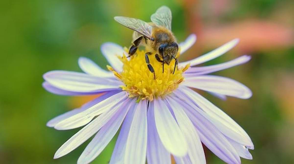 Plantez ces Fleurs Et ces Plantes Pour Aider les Abeilles — free download
