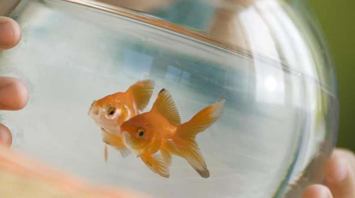 Comment Changer L'eau D'un Aquarium Poisson Rouge