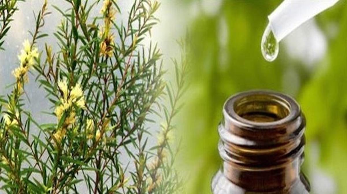 Huile Essentielle d'Arbre à Thé : 14 Utilisations à Connaître Absolument.