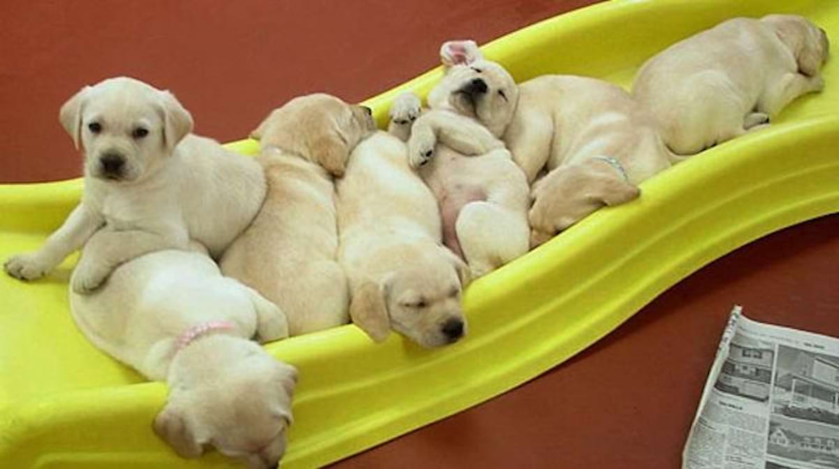 Un Toboggan Pas Cher Prêt en 2 min Que Vos Enfants Vont Adorer.