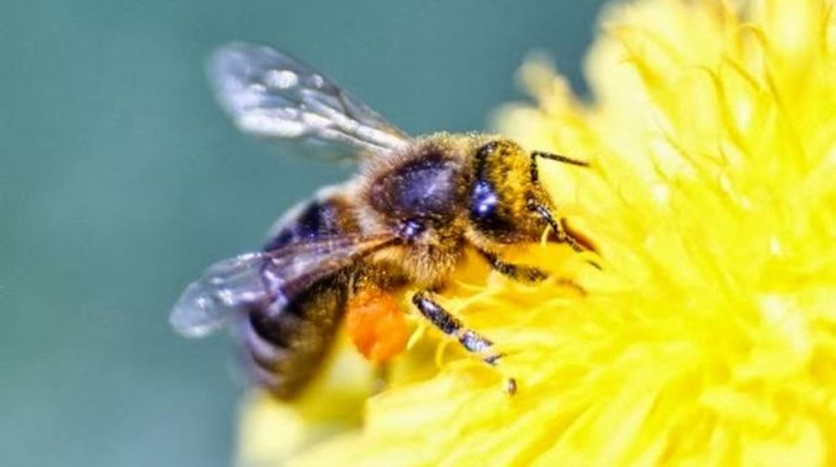 8 Vertus de La Propolis Que Vous Devriez Connaître.